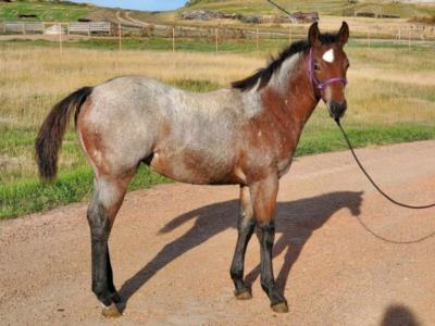 Whiskey Up Garnet JW <BR> AQHA 6255720